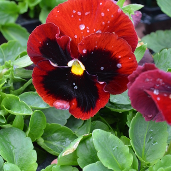 Viola x wittrockiana Spring Matrix™ 'Red Blotch' (050778)