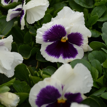 Viola x wittrockiana Spring Matrix™ 'White Blotch' (050784)