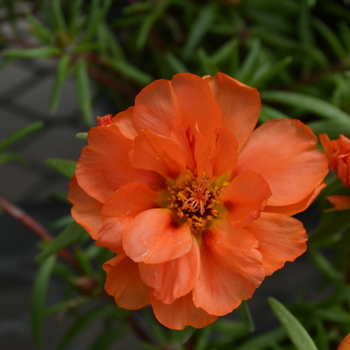 Portulaca grandiflora Happy Trails™ 'Orange' (050792)