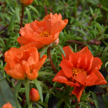 Portulaca grandiflora Happy Trails™ 'Orange' (050793)