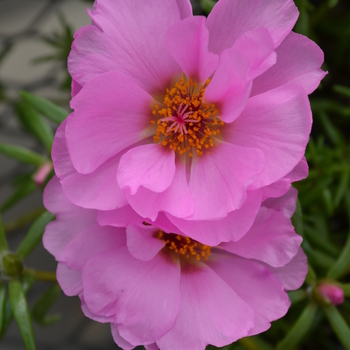 Portulaca grandiflora Happy Trails™ 'Pink' (050796)