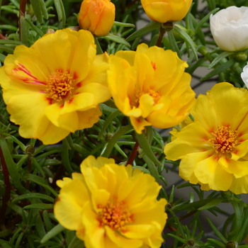 Portulaca grandiflora Happy Trails™ 'Yellow' (050804)