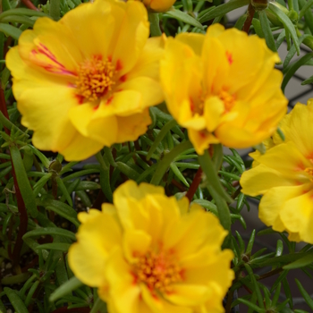 Portulaca grandiflora Happy Trails™ 'Yellow' (050805)
