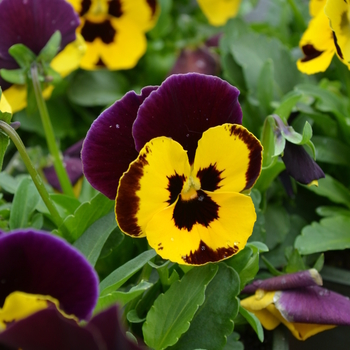 Viola x wittrockiana Panola™ 'Yellow and Purple' (050837)