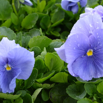 Viola x wittrockiana Spring Matrix™ 'Light Blue' (050847)