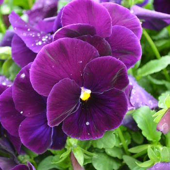 Viola x wittrockiana Spring Matrix™ 'Purple' (050853)