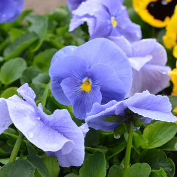 Viola x wittrockiana Spring Matrix™ 'True Blue' (050868)