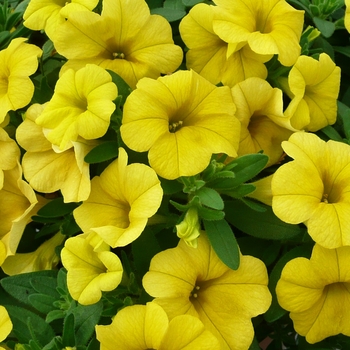 Calibrachoa Calipetite™ 'Yellow' (050952)