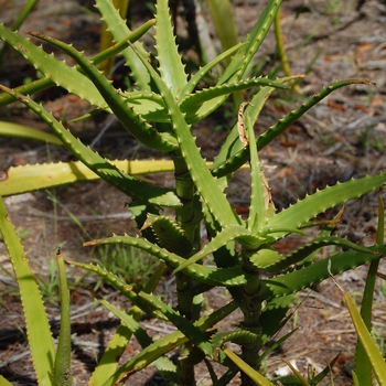Aloe rivierei '' (051036)