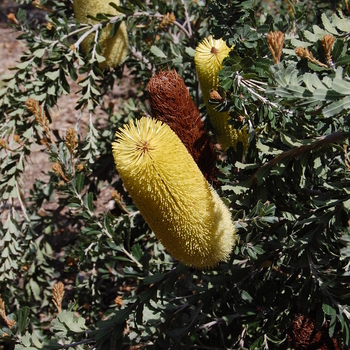 Banksia solandri '' (051044)