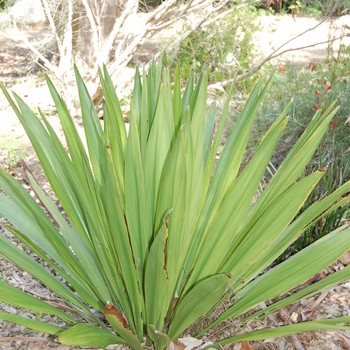 Doryanthes palmeri '' (051059)