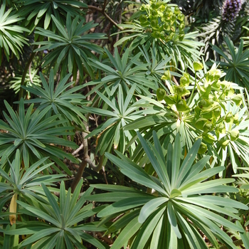 Euphorbia mellifera '' (051061)