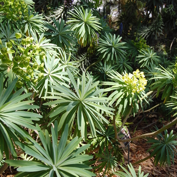 Euphorbia mellifera '' (051062)