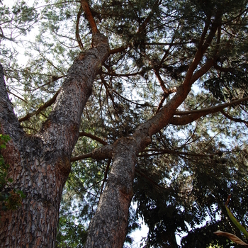Pinus pinea '' (051083)
