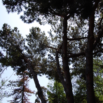 Pinus pinea '' (051085)