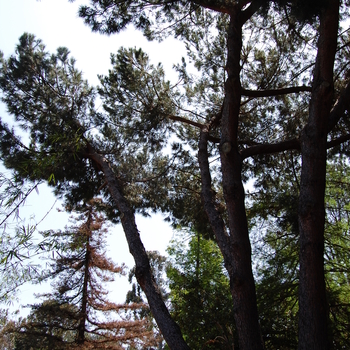 Pinus pinea '' (051086)