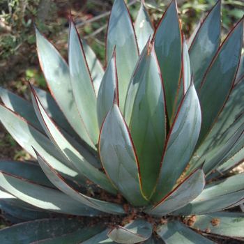 Agave 'Blue Glow' (051117)