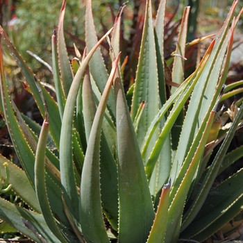 Aloe succotrina '' (051133)