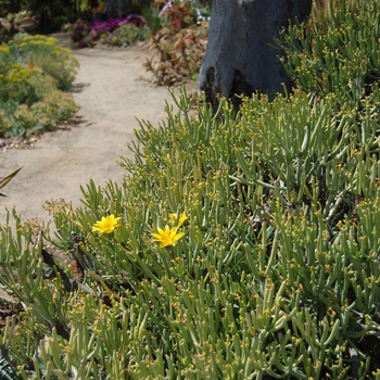 Euphorbia aphylla '' (051135)