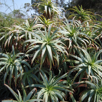 Aloe arborescens '' (051145)