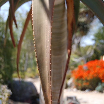 Aloe barberae x dichotoma 'Hercules' (051149)