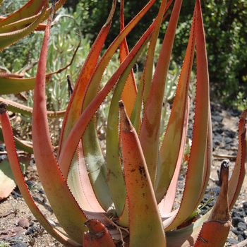 Aloe sessiliflora '' (051154)