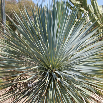 Yucca rostrata '' (051166)