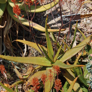 Aloe castanea '' (051171)