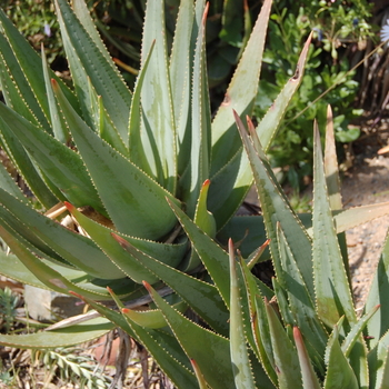 Aloe succotrina '' (051181)