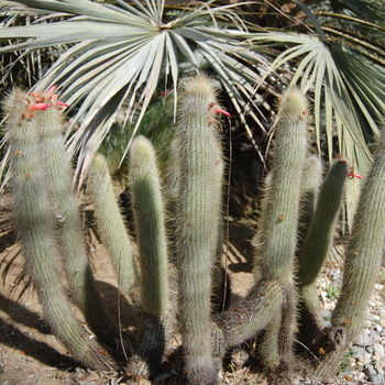 Cleistocactus jujuyensis '' (051198)