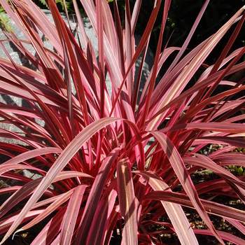 Cordyline 'Electric Pink' (051217)
