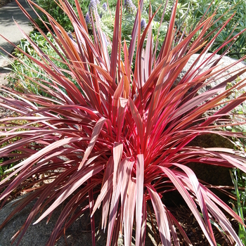 Cordyline 'Electric Pink' (051219)