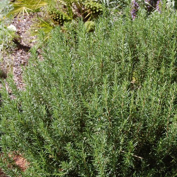 Rosmarinus officinalis '' (051238)