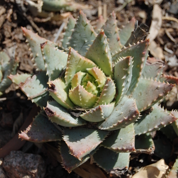 Aloe brevifolia '' (051280)