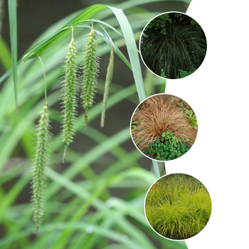 Carex 'Multiple Varieties' (051622)