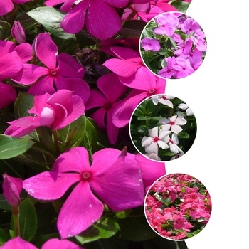 Catharanthus roseus Cora® 'Mix' (051643)