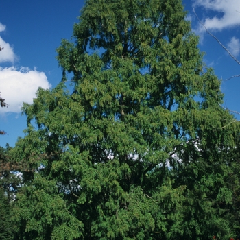 Metasequoia glyptostroboides '' (051706)