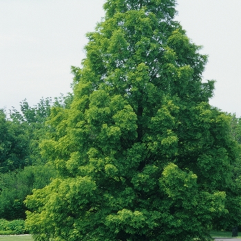 Metasequoia glyptostroboides '' (051707)