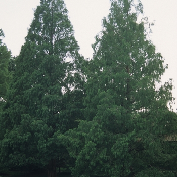 Metasequoia glyptostroboides '' (051708)