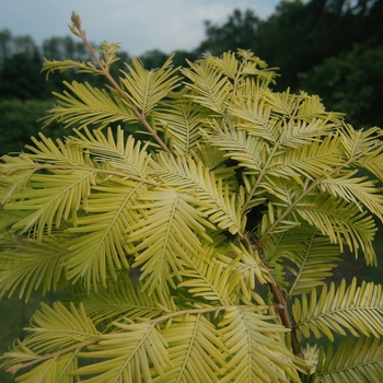 Metasequoia glyptostroboides 'Ogon' (051711)