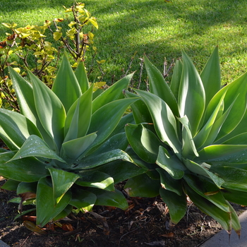 Agave 'Blue Flame' (051800)