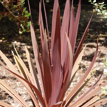 Cordyline australis 'Red Star' (051875)