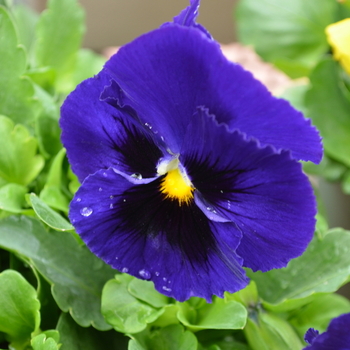 Viola x wittrockiana Spring Matrix™ 'Blue Blotch' (051894)