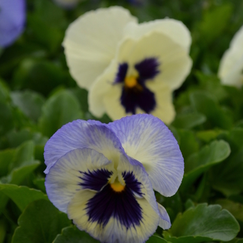 Viola x wittrockiana Matrix® 'Blue Frost' (051896)