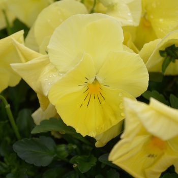 Viola x wittrockiana Spring Matrix™ 'Lemon' (051897)