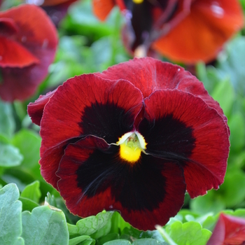 Viola x wittrockiana Spring Matrix™ 'Red Blotch' (051901)
