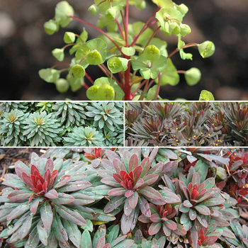 Euphorbia 'Multiple Varieties' (052520)