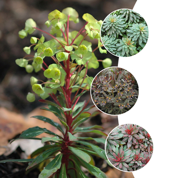 Euphorbia 'Multiple Varieties' (052521)
