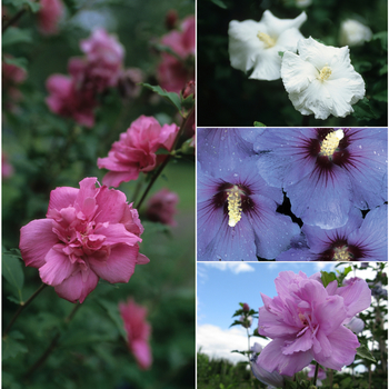 Hibiscus syriacus 'Multiple Varieties' (052797)