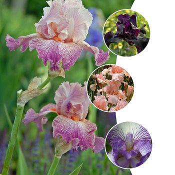 Iris germanica '' (052808)